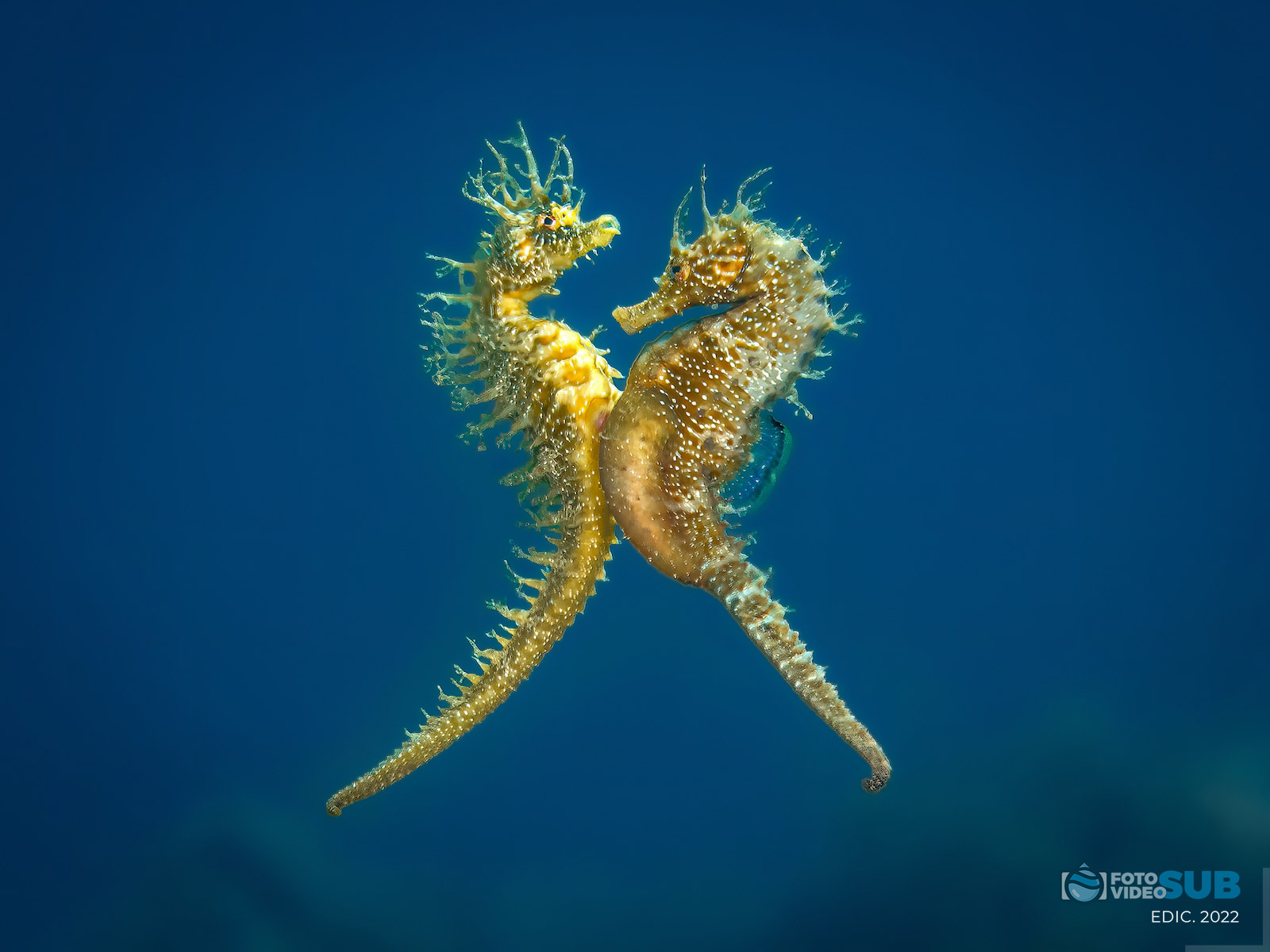 Caballitos de mar en Tamariu
