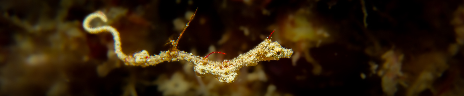 Lembeh Sea Dragon