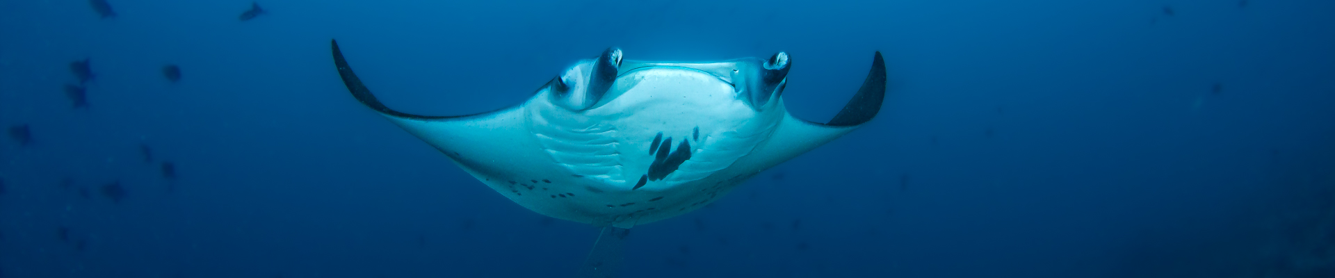 Manta