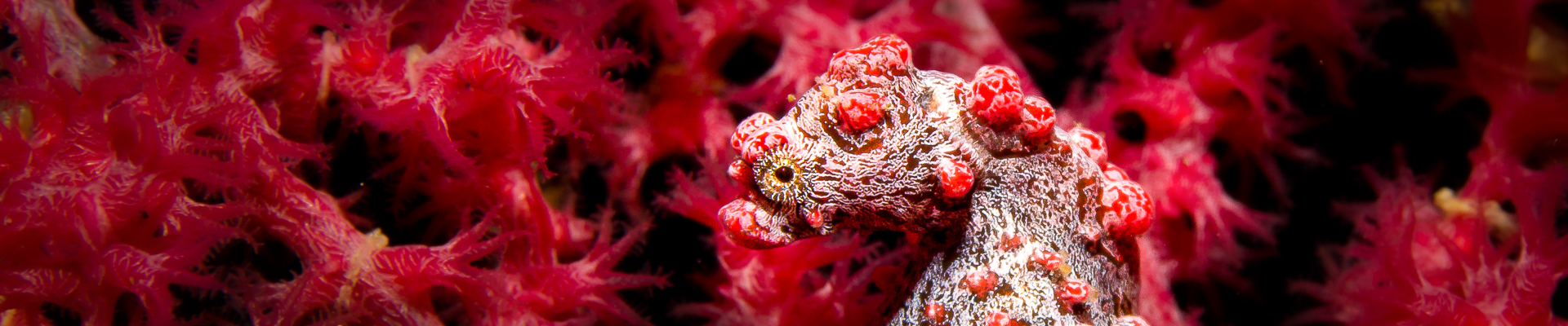 Pygmy-Seahorse